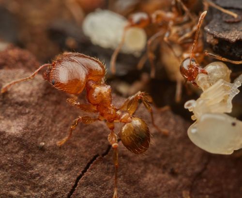 African Big-headed Ant