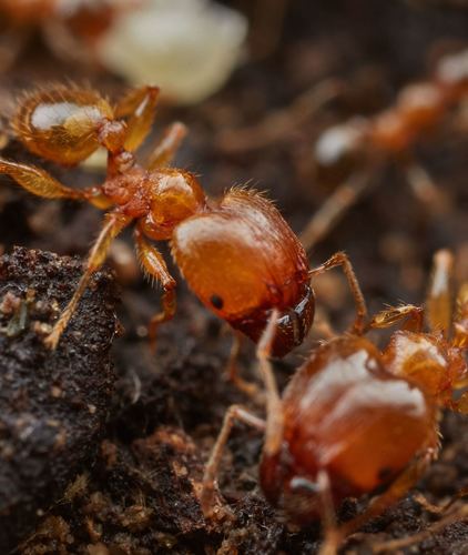 African Big-headed Ant