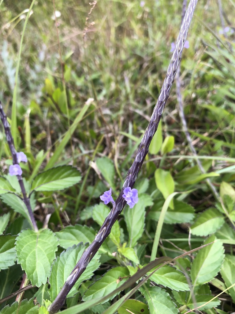 Blue Porterweed from Everglades National Park, Homestead, FL, US on ...