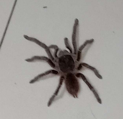 Natal Brown Birdeater