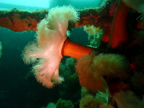 Metridium senile (Linnaeus, 1761)