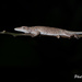 Dwarf Anole - Photo (c) Hanyang Ye, all rights reserved, uploaded by Hanyang Ye