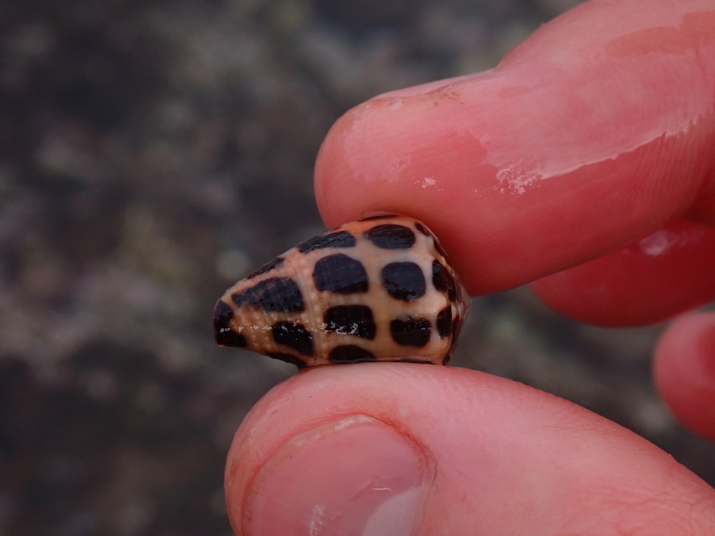 Blackandwhite Cone Snail from Maui County, HI, USA on December 22