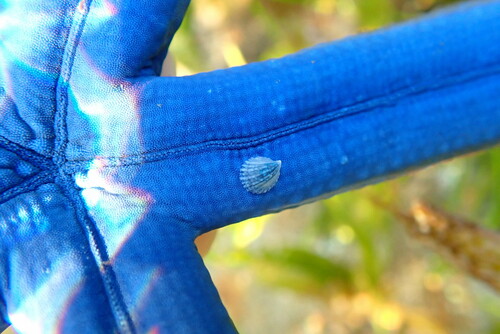 Thyca crystallina — seen at this dive site