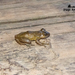 Puerto Almendras Snouted Tree Frog - Photo (c) Diego Balbuena, all rights reserved, uploaded by Diego Balbuena