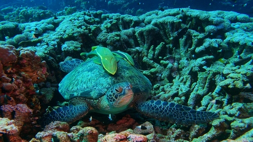 Sharksucker — seen at this dive site