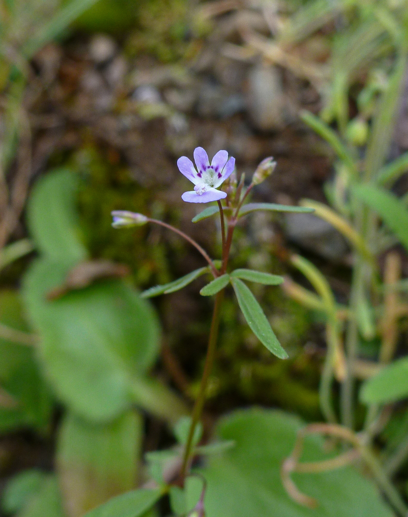 lesser baby innocence (Tonella tenella) · iNaturalist