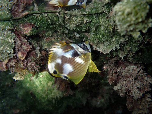 Raccoon Butterflyfish