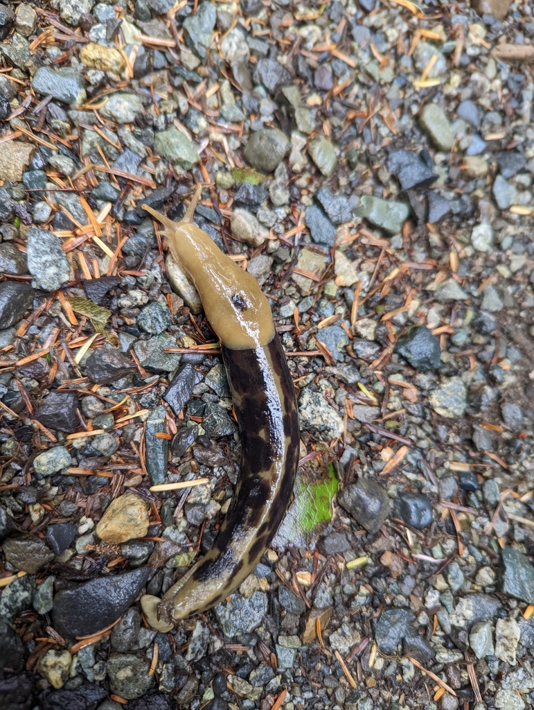 Pacific Banana Slug From Ucluelet, BC, Canada On October 21, 2022 At 10 ...