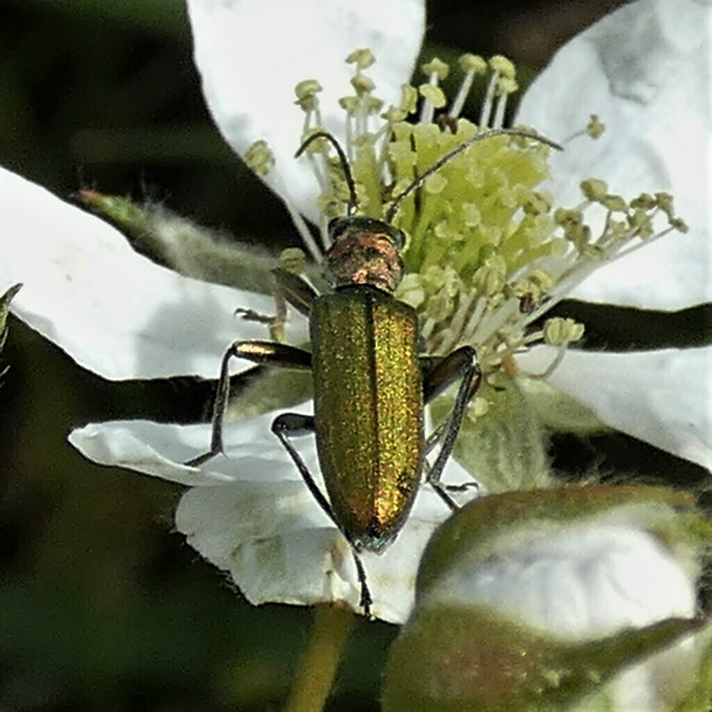 Chrysanthia viridissima from 34587 Felsberg, Deutschland on June 7