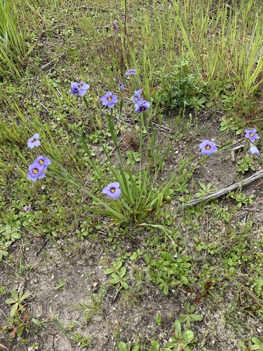 iNaturalist observation photo of western blue-eyed grass