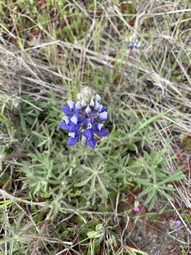 iNaturalist observation photo of Sky Lupine