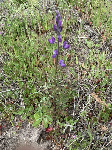 iNaturalist observation photo of lupines
