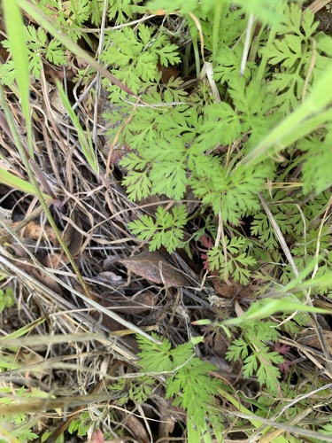 iNaturalist observation photo of Chervils, Carrots, Hedgeparsleys and Allies