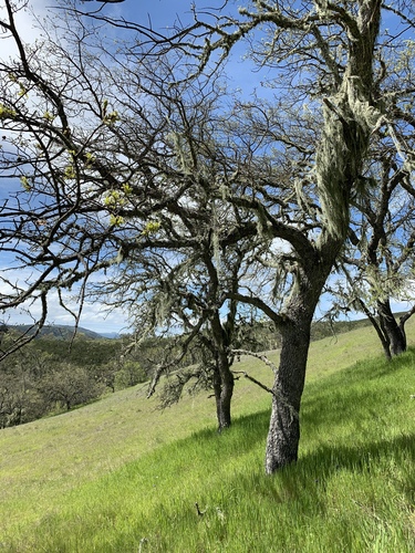 iNaturalist observation photo of oaks