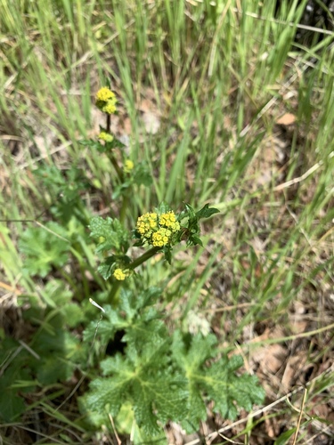 iNaturalist observation photo of sanicles