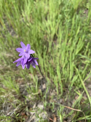 iNaturalist observation photo of blue dicks