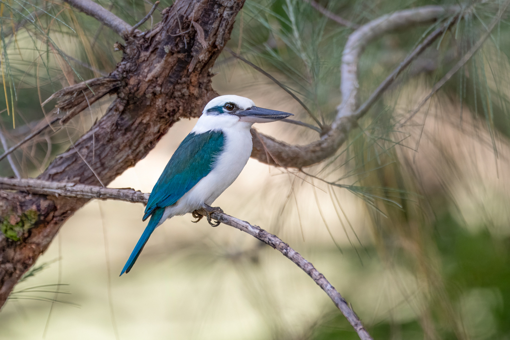 Mariana Kingfisher photo