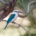 Southern Mariana Kingfisher - Photo (c) Dan LaVorgna, all rights reserved, uploaded by Dan LaVorgna
