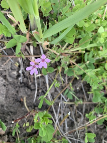 iNaturalist observation photo of Redstem Stork's-bill