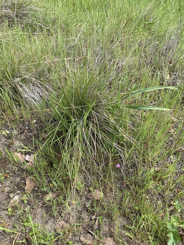 iNaturalist observation photo of purple needlegrass