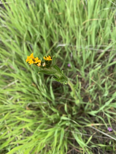 iNaturalist observation photo of Fiddlenecks