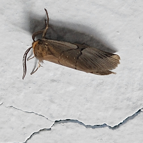 Graphelysia strigillata