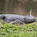 Broad-snouted Caiman - Photo (c) Rodrigo Conte, all rights reserved, uploaded by Rodrigo Conte
