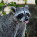 Pygmy Raccoon - Photo (c) Mason Maron, all rights reserved, uploaded by Mason Maron