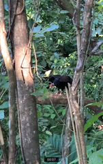 Cathartes aura image