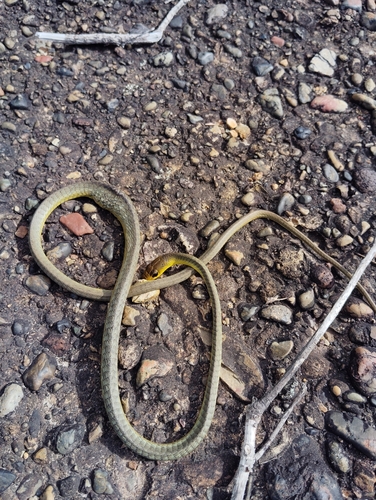 Common Tree Snake sighting