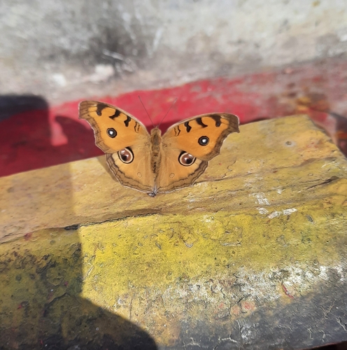 Peacock Pansy
