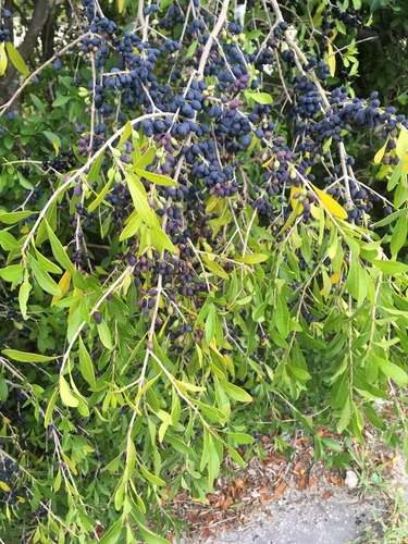 Forestiera segregata var. segregata