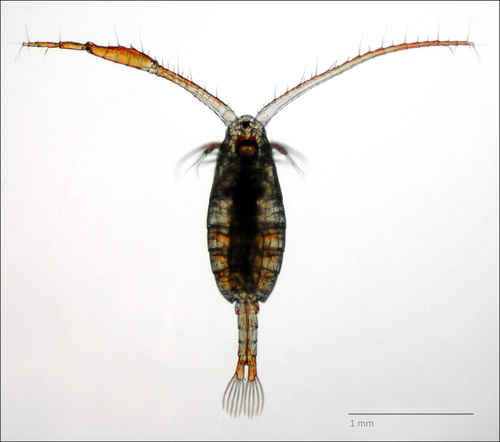 Acanthodiaptomus