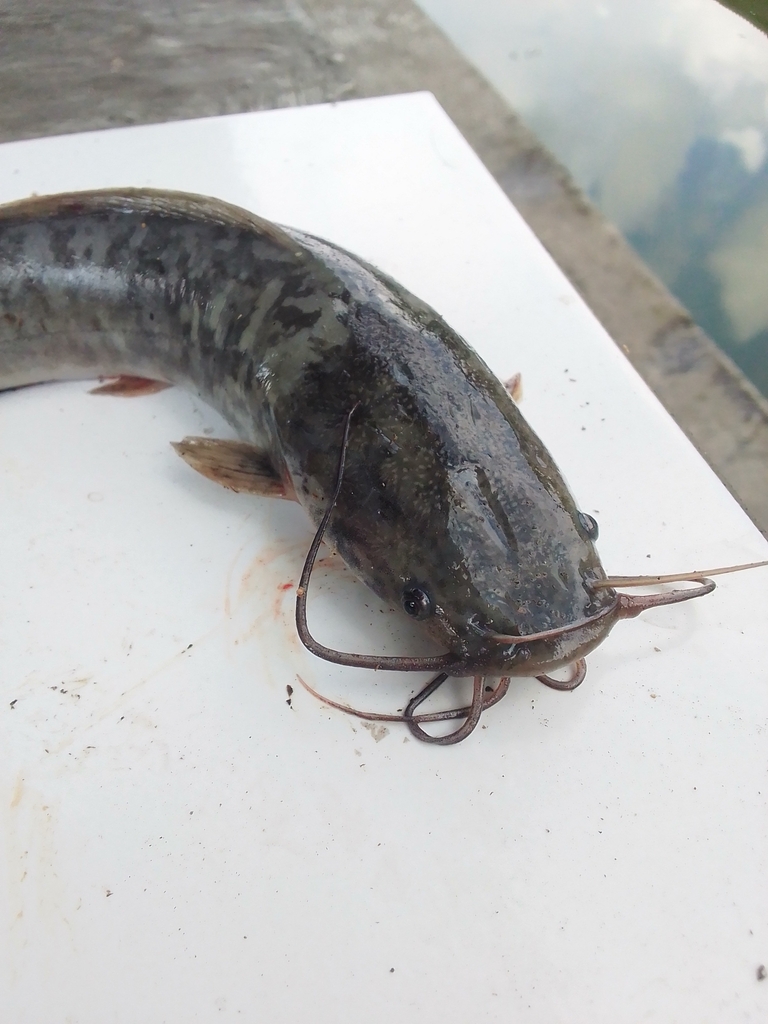 Sharptooth Catfish from Kolam Pancing Samo Samo on December 24, 2023 at ...