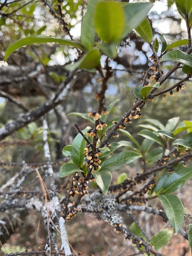 Eurya cerasifolia
