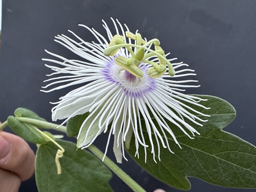 Passiflora madidiana