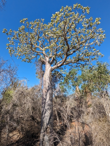 Givotia madagascariensis
