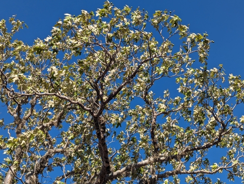 Givotia madagascariensis