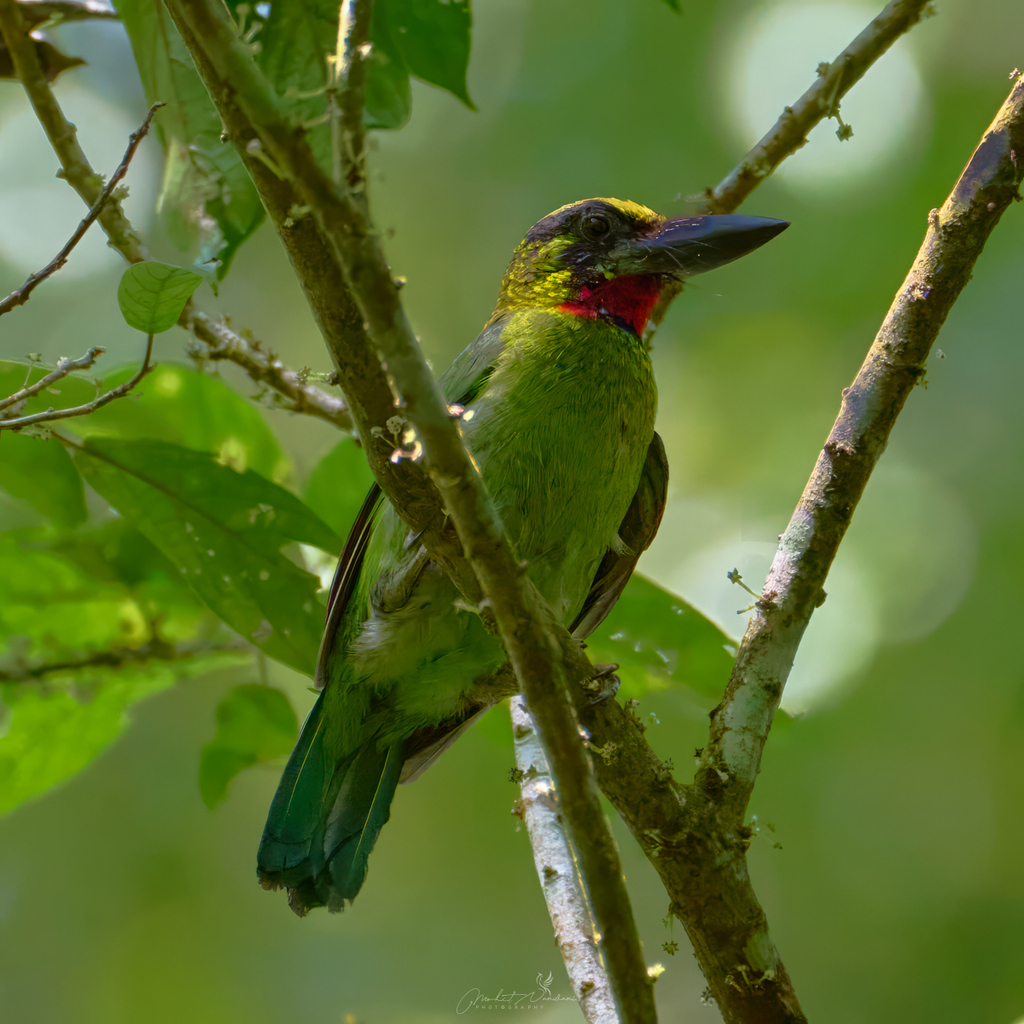 Banded Barbet photo