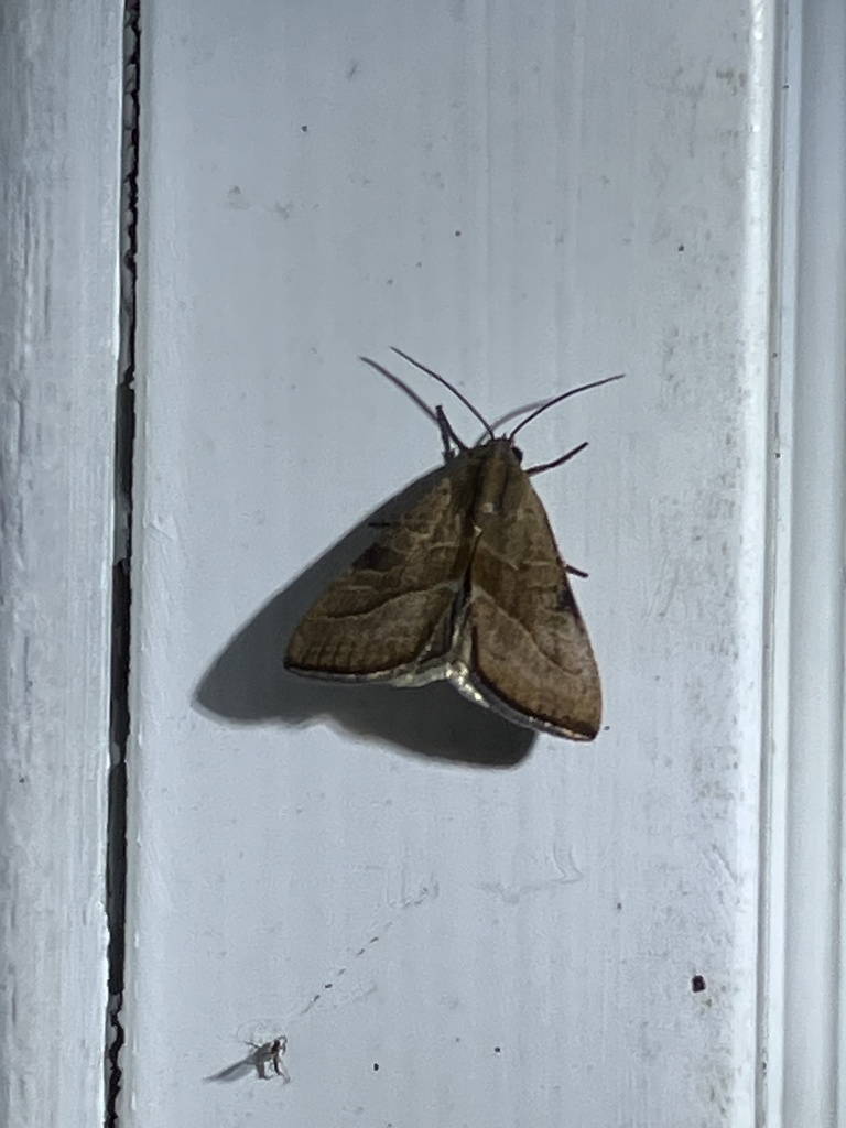 Wedgling Moth from Gardiners Bay, East Hampton, NY, US on October 18 ...