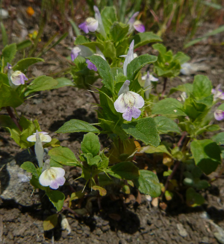 Acanthomintha duttonii