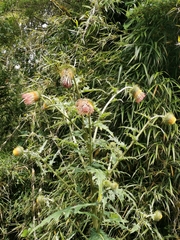 Cirsium subcoriaceum image