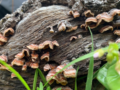 iNaturalist observation photo of hairy curtain crust