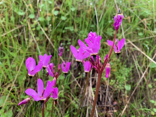 iNaturalist observation photo of Henderson's shooting star