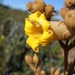 Zeyheria montana - Photo 由 Richard Olmstead 所上傳的 (c) Richard Olmstead，保留所有權利