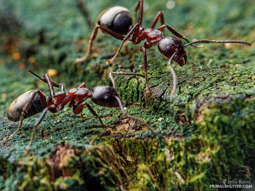 Dolichoderus lujaeDolichoderus lujae