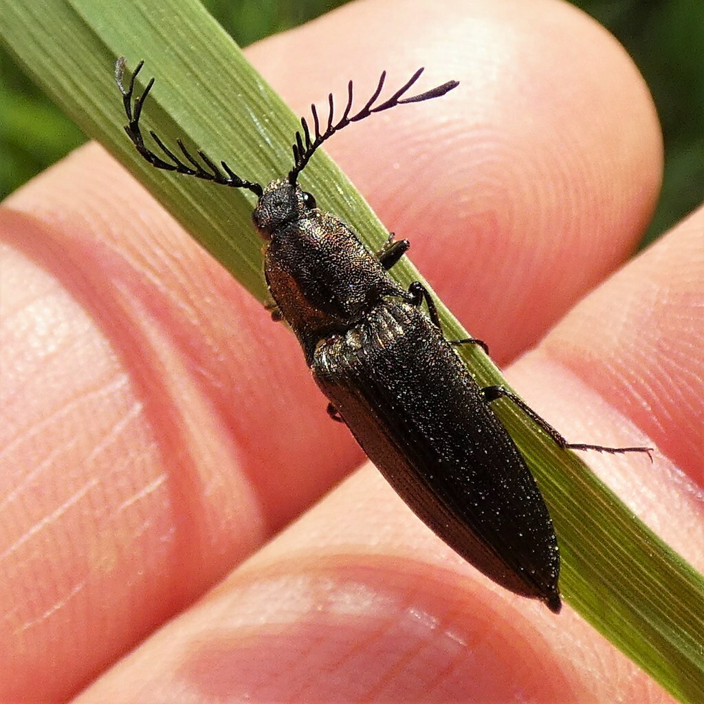 pectinate click beetle from 34587 Felsberg, Deutschland on May 16, 2022