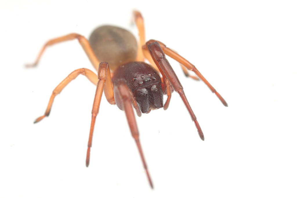 Bull-headed sac spider from Pacific Palisades, Los Angeles, CA, USA on ...