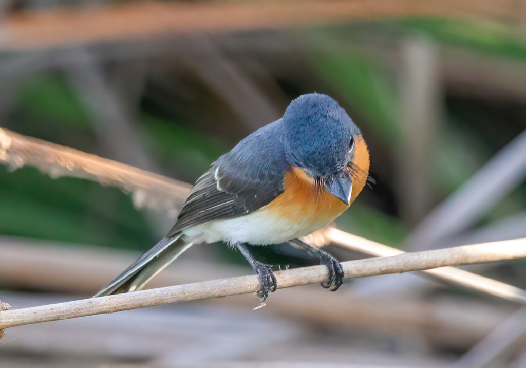 Broad-billed Flycatcher photo